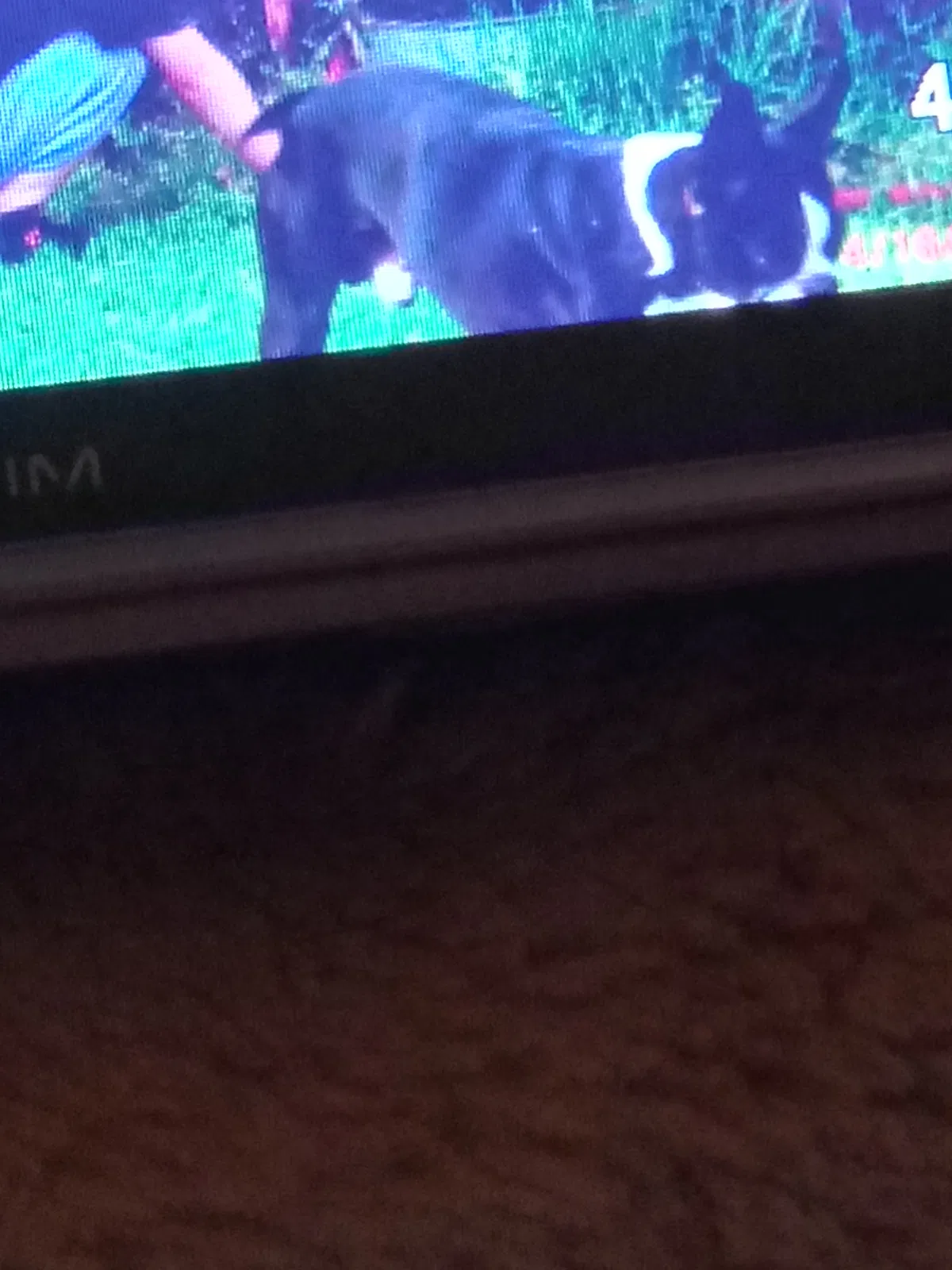 Lost dog in Hickory, NC, 28601