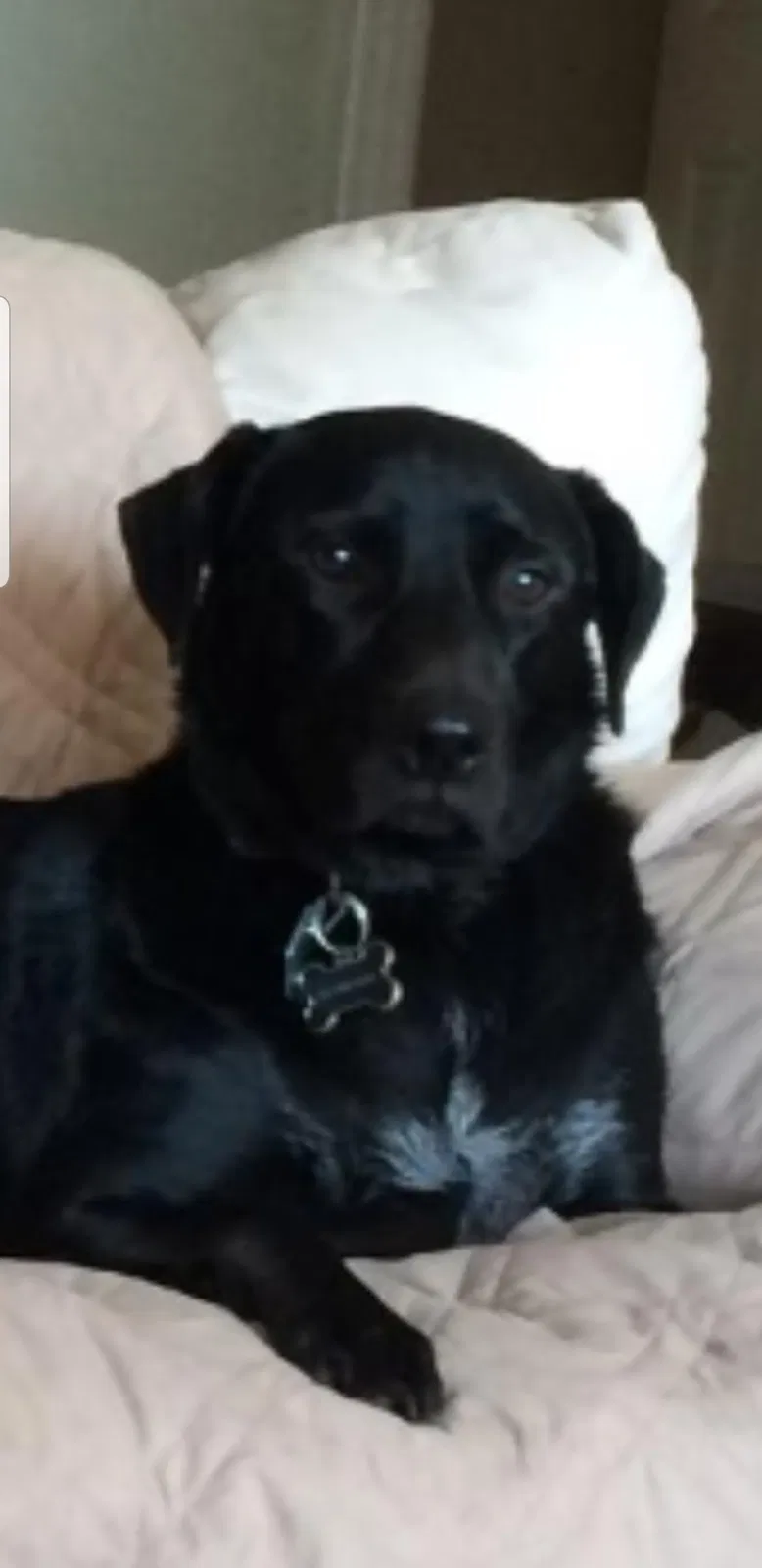 Lost dog in Oviedo, FL, 32765