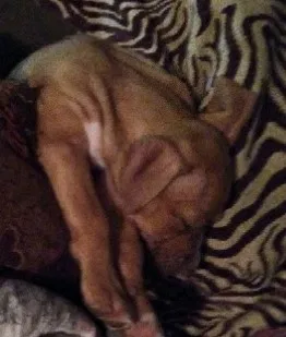 Lost dog in Dawsonville, GA, 30534