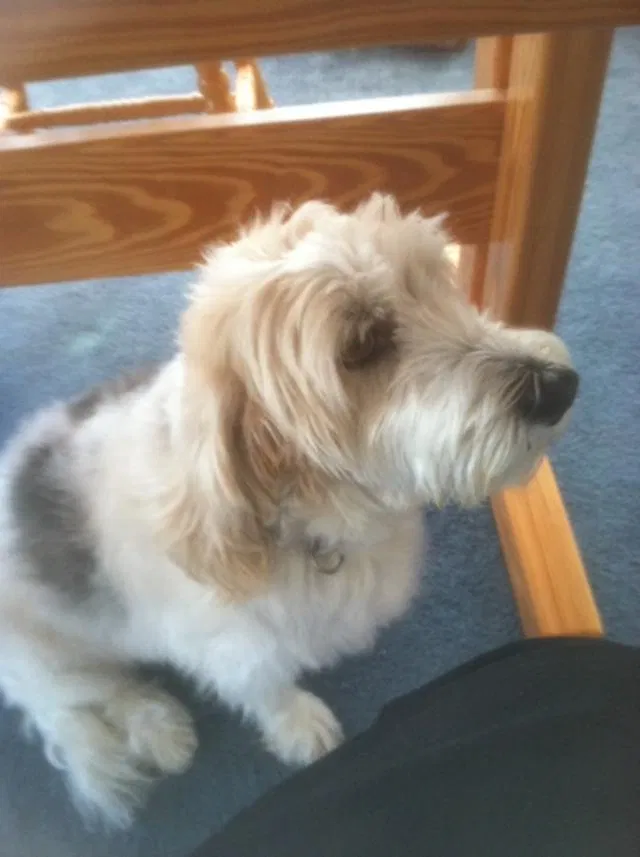 Lost dog in Salisbury, MD, 21801