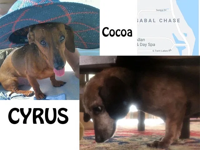 Lost dog in Cocoa, FL, 32926