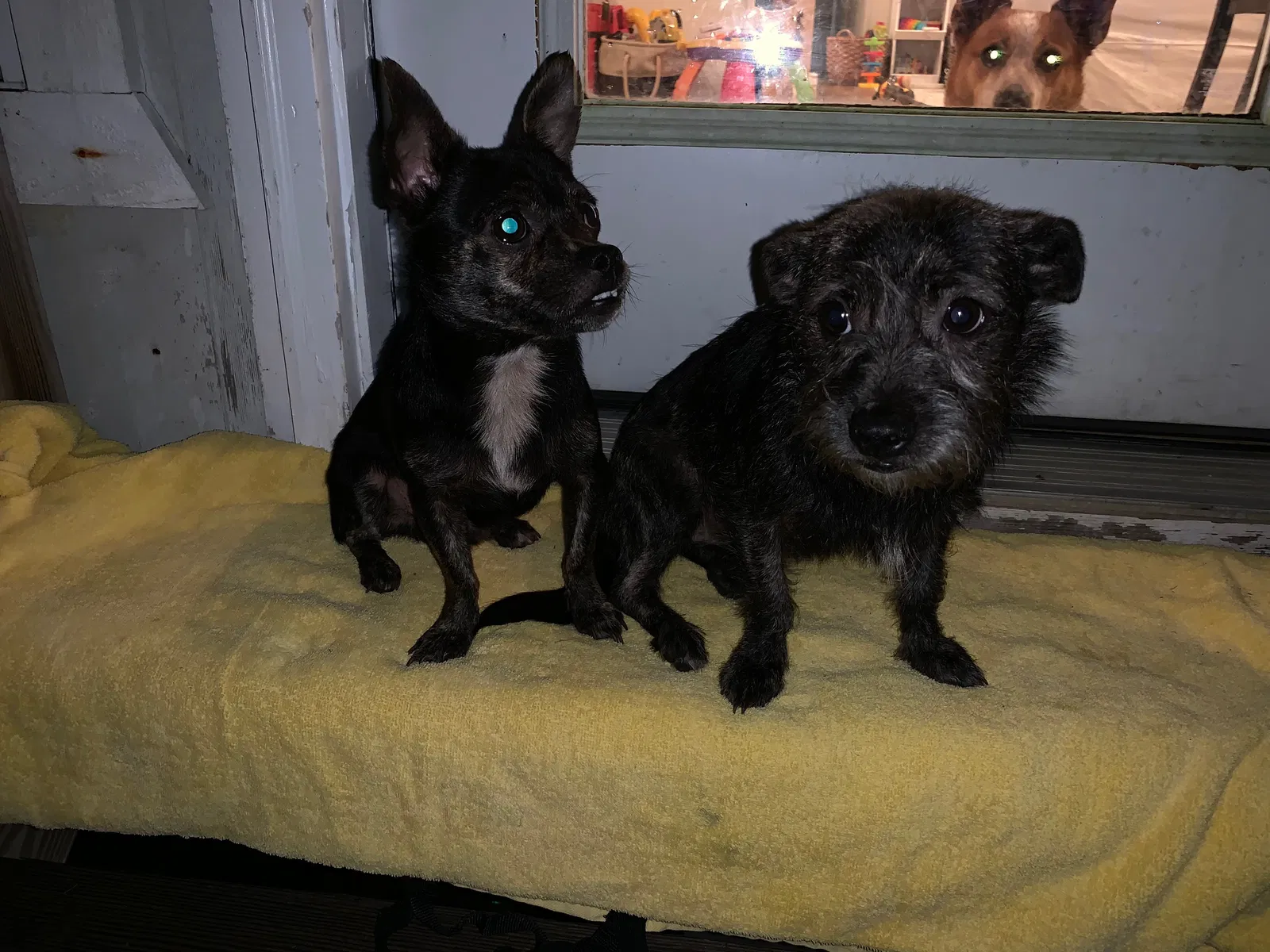 Lost dog in Foley, AL, 36535