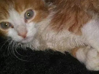 Lost cat in Lake Isabella, CA, 93240