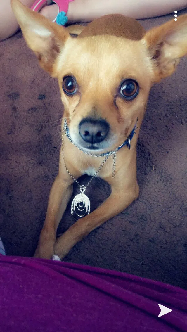 Lost dog in Lumberton, NC, 28358