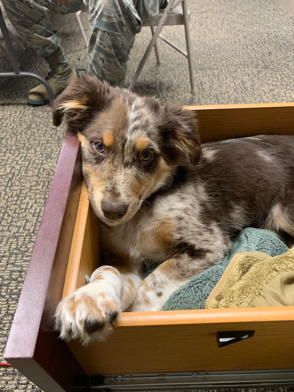 Lost dog in Sumter, SC, 29150