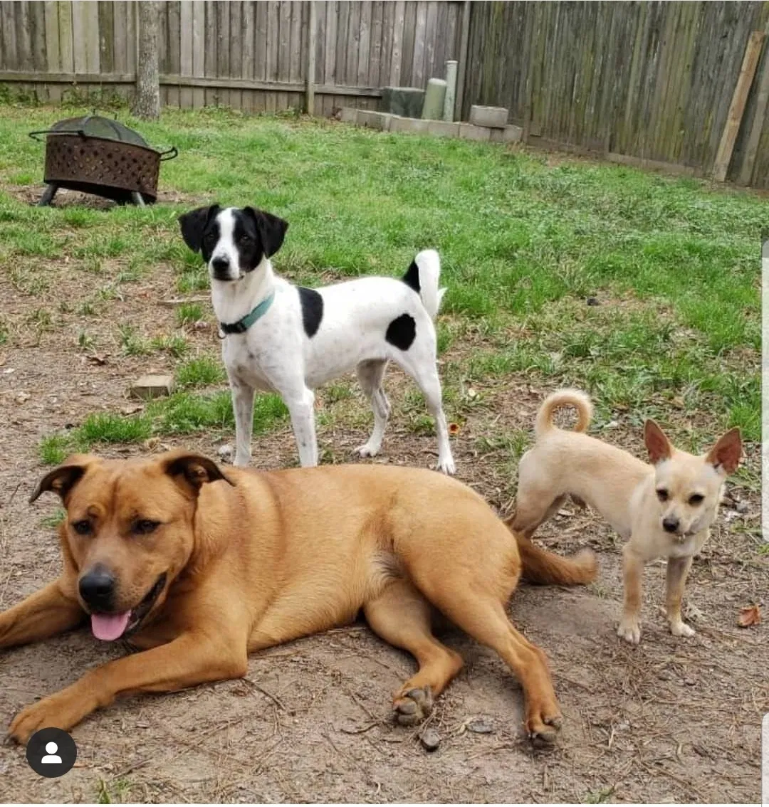 Lost dog in Spring, TX, 77380