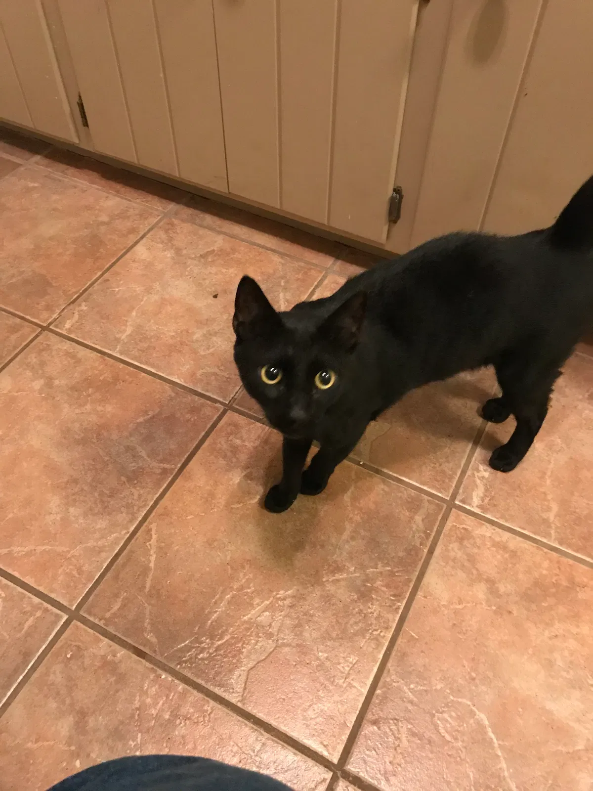 Lost cat in Hot Springs National Park, AR, 71913