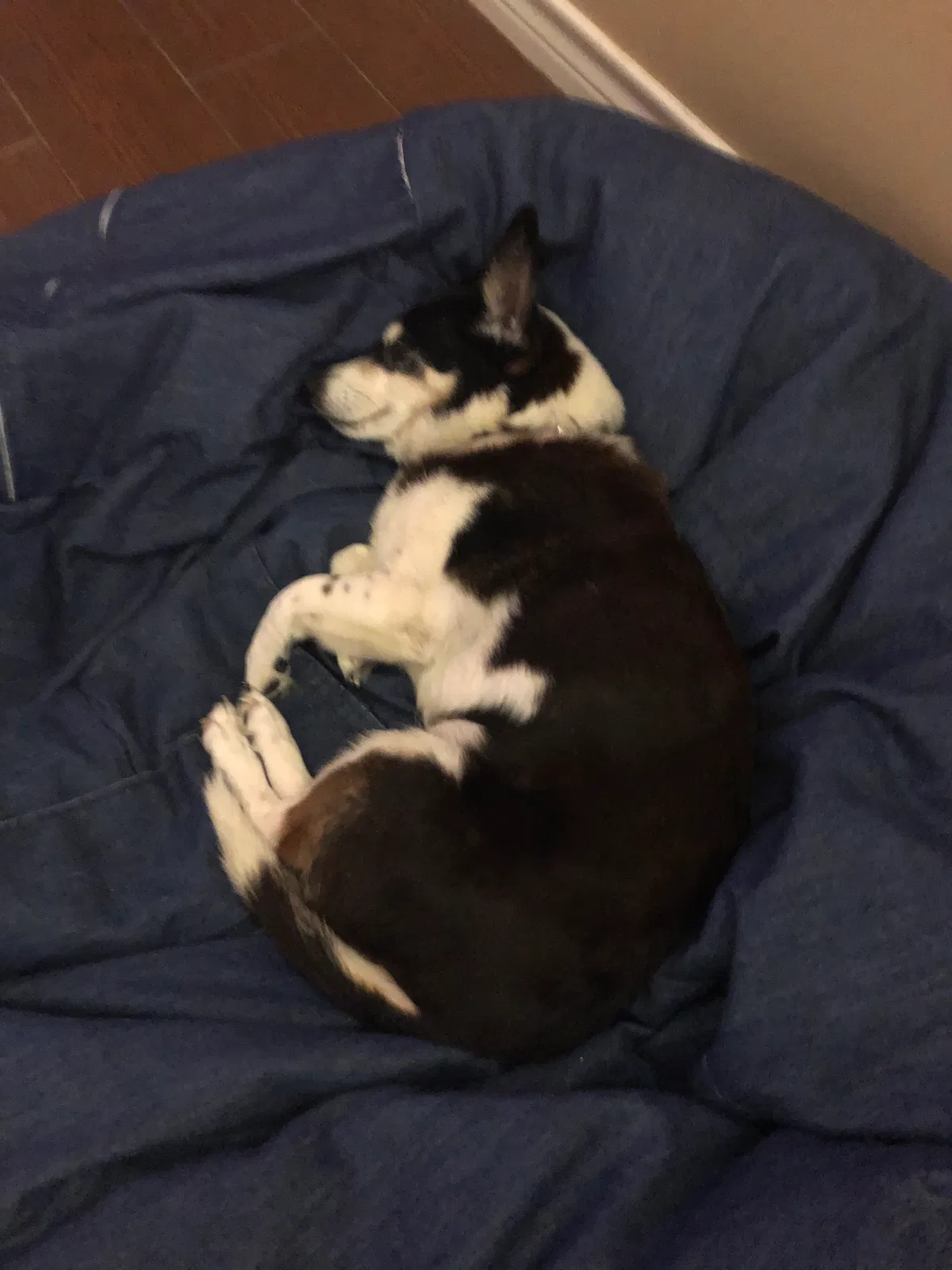 Lost dog in College Station, TX, 77845