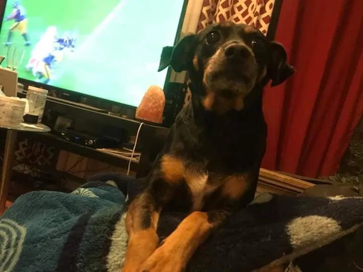Lost dog in Chicago, IL, 60644