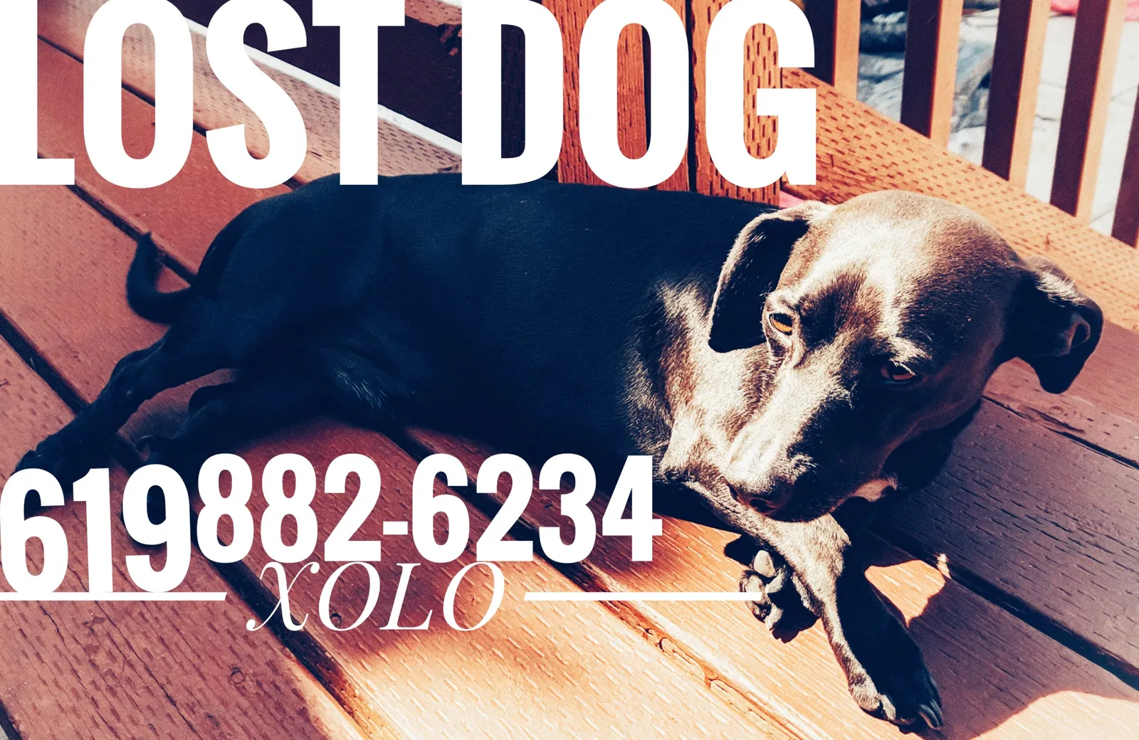 Lost dog in Chula Vista, CA, 91910