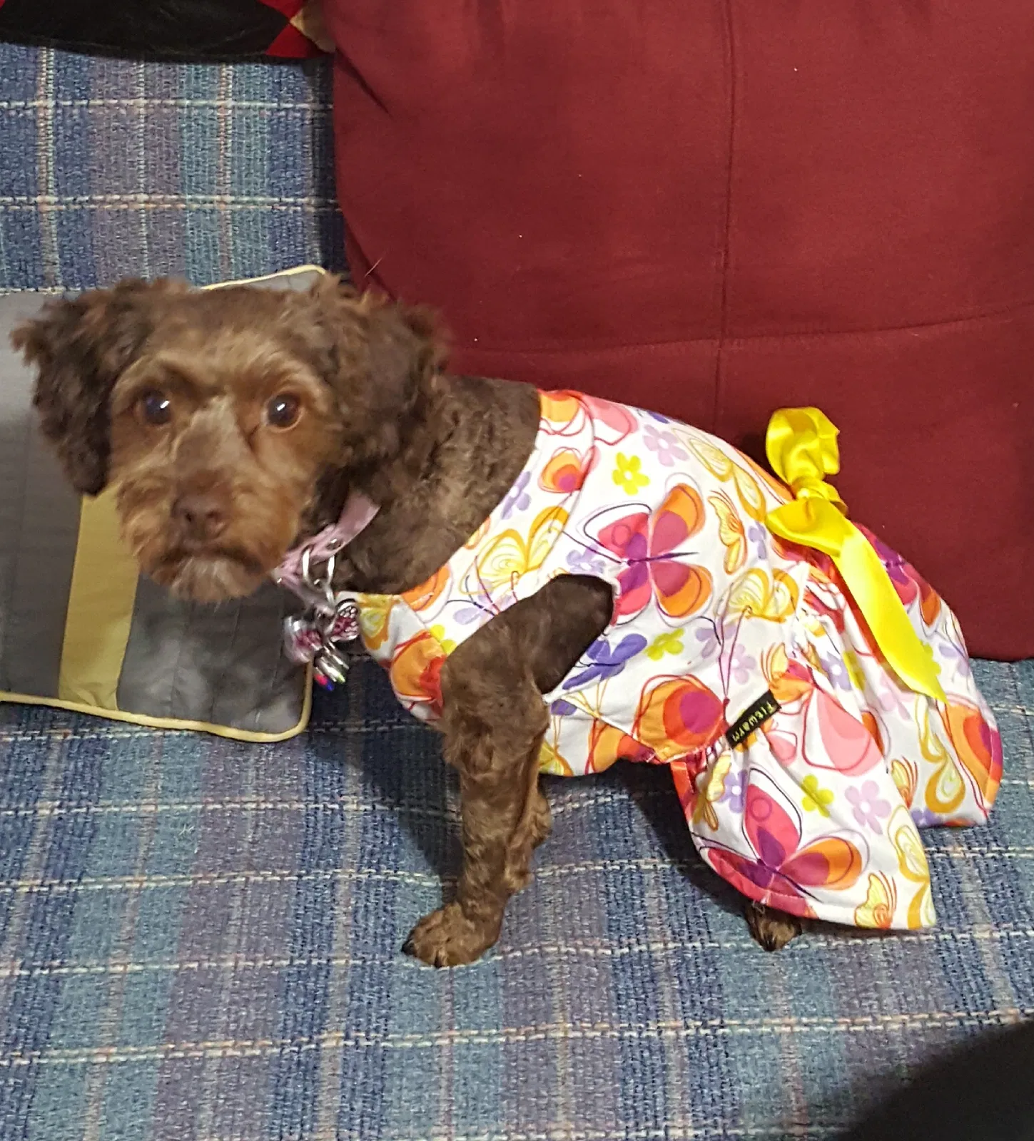 Lost dog in Paige, TX, 78659