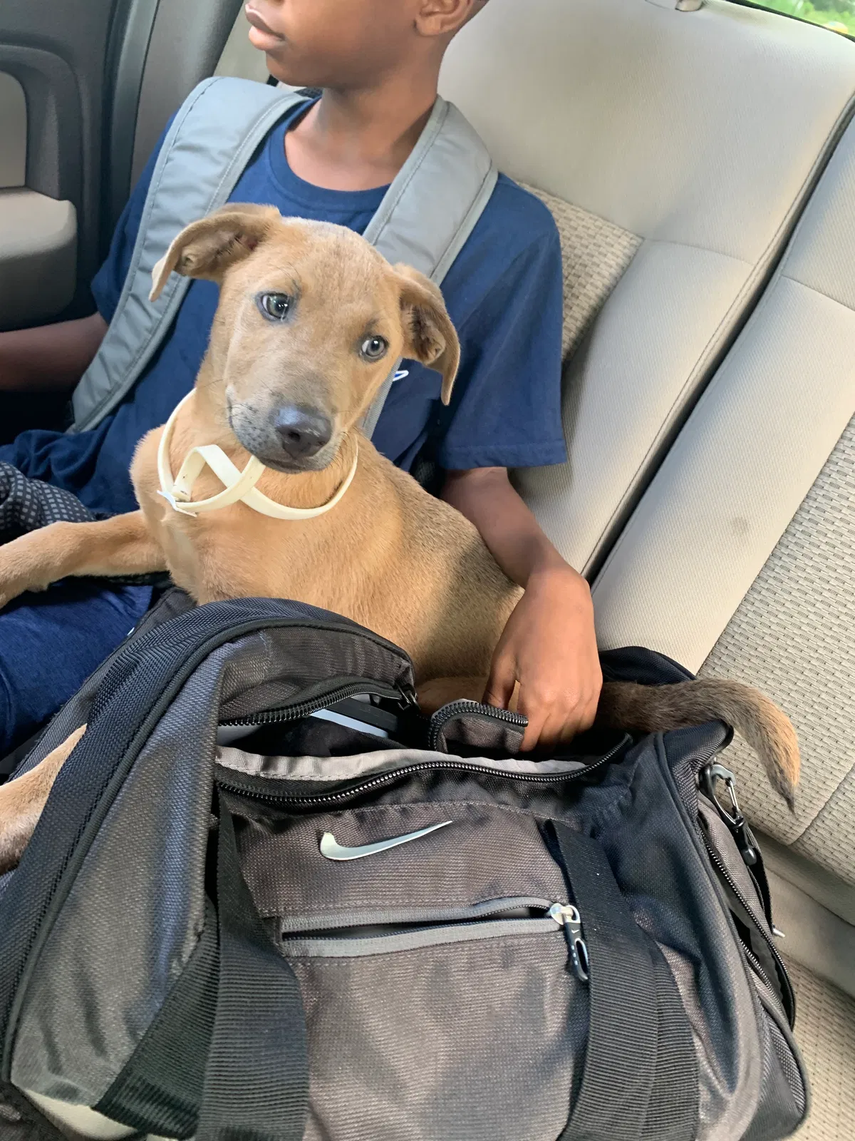 Lost dog in Birmingham, AL, 35214
