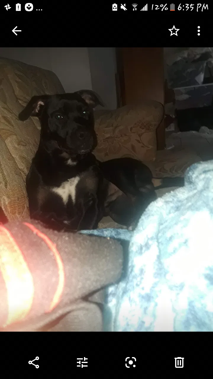 Lost dog in Stockton, CA, 95210