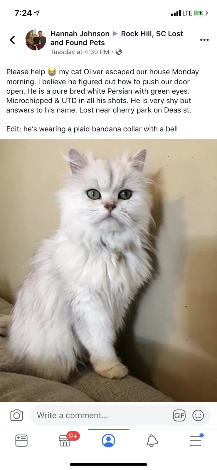 Lost cat in Rock Hill, SC, 29732