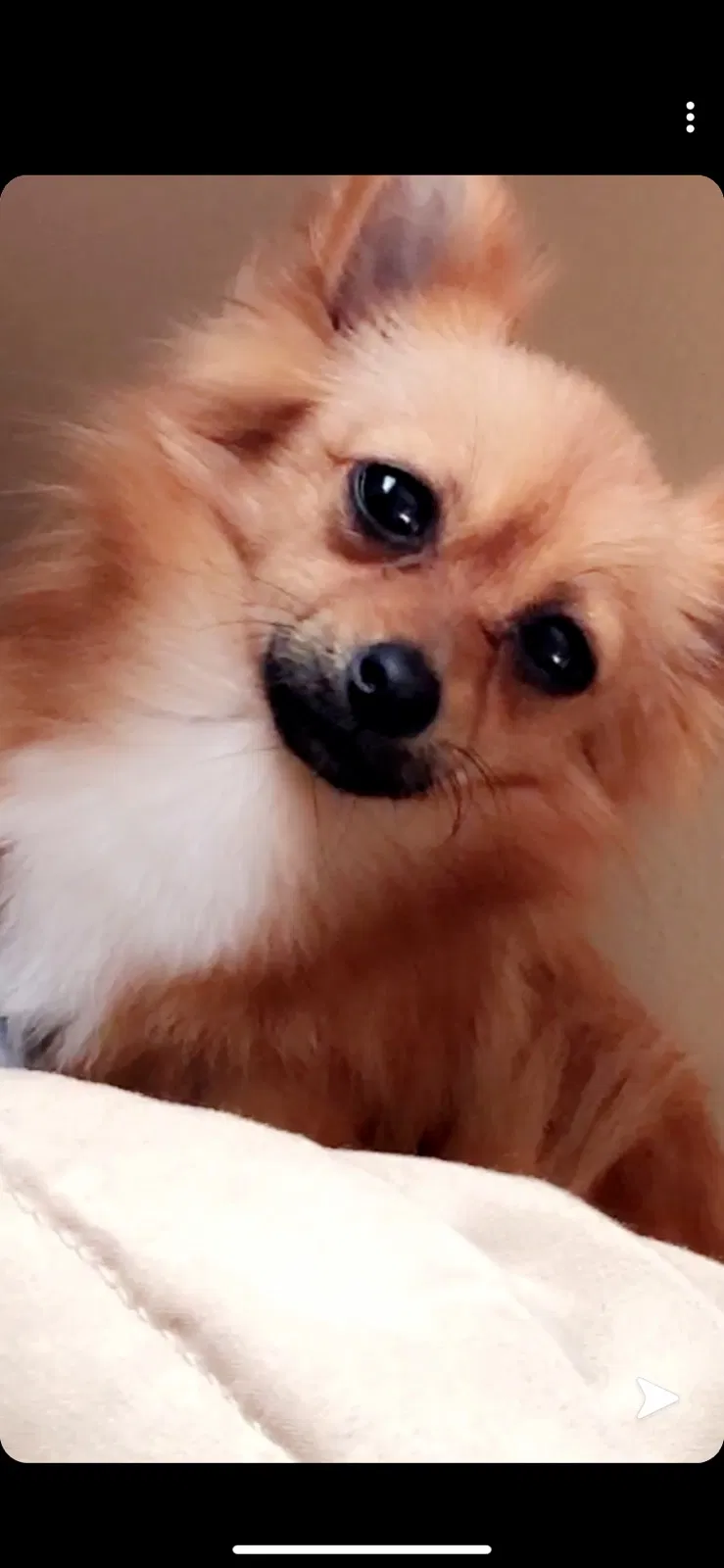 Lost dog in Austin, TX, 78728