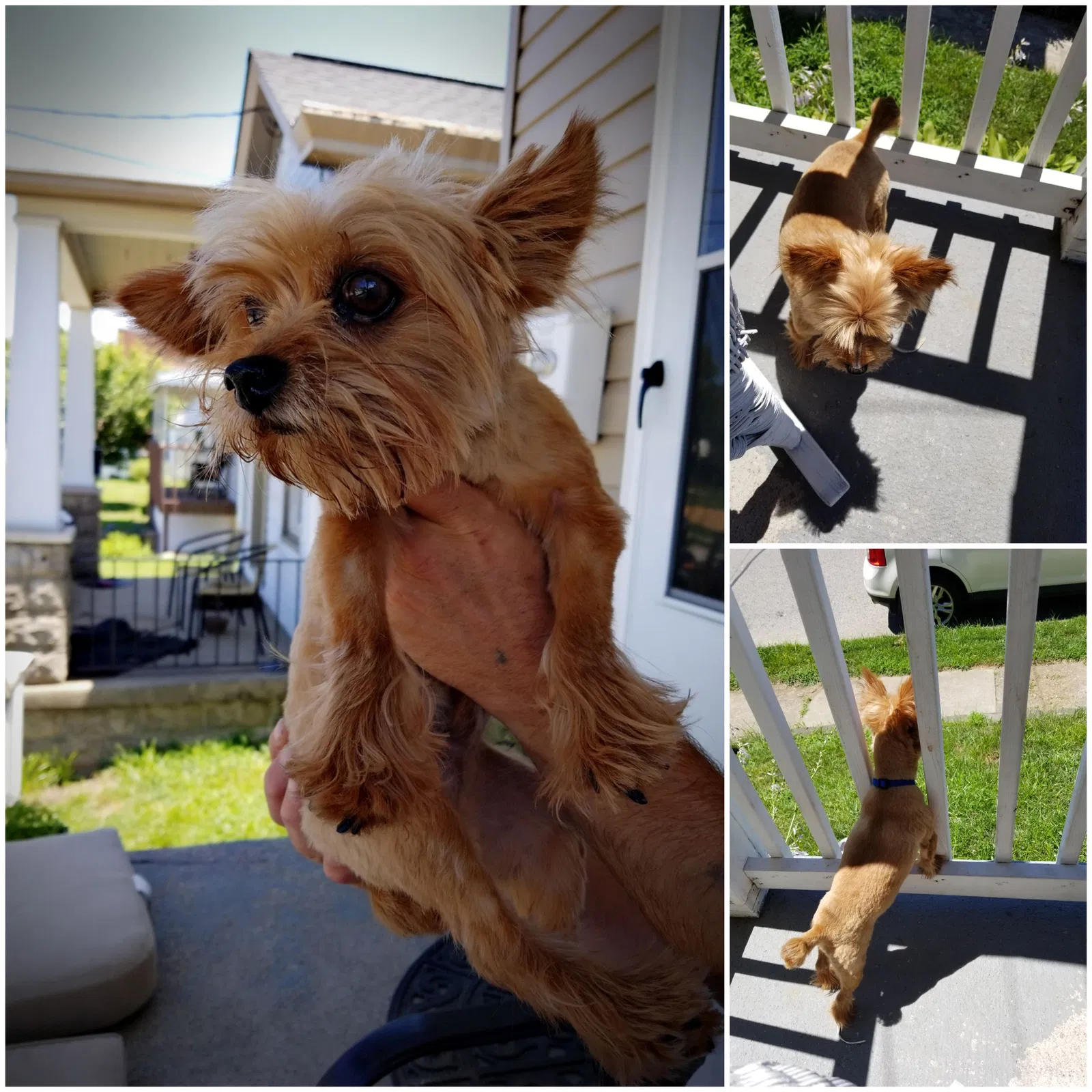 Lost dog in Covington, KY, 41016