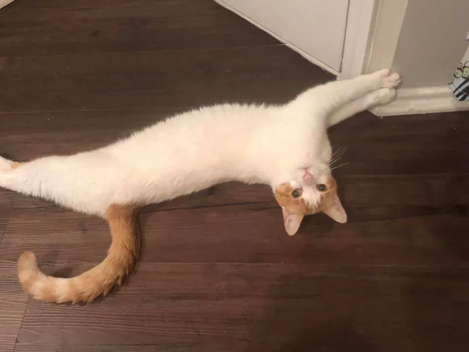 Lost cat in Austin, TX, 78759