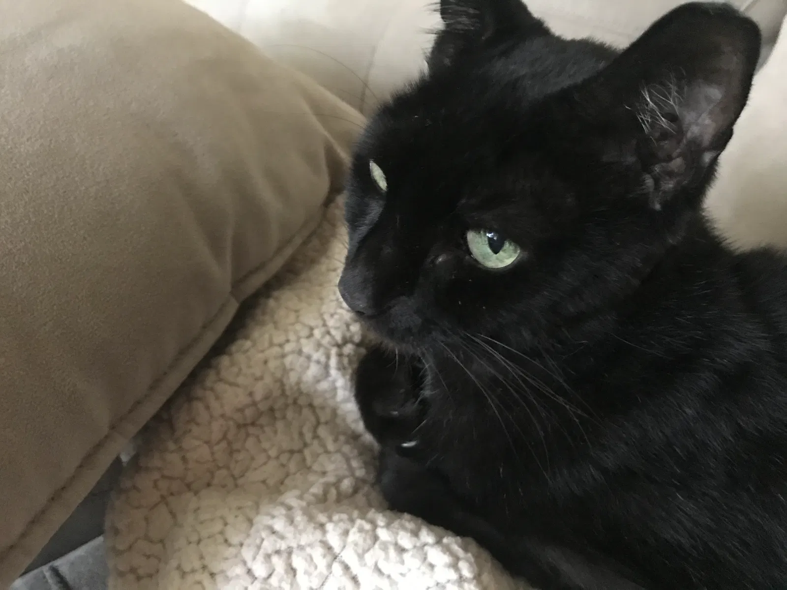 Lost cat in Charlotte, NC, 28278