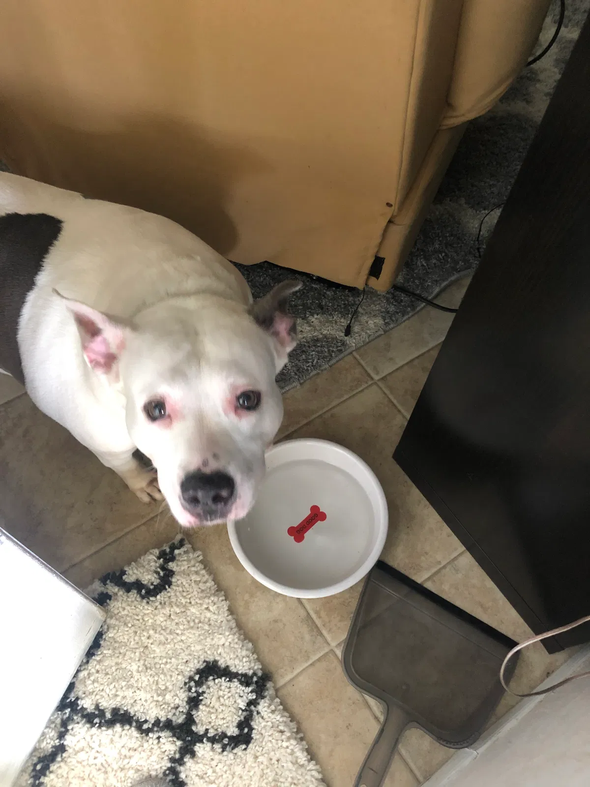 Lost dog in Fort Lauderdale, FL, 33324