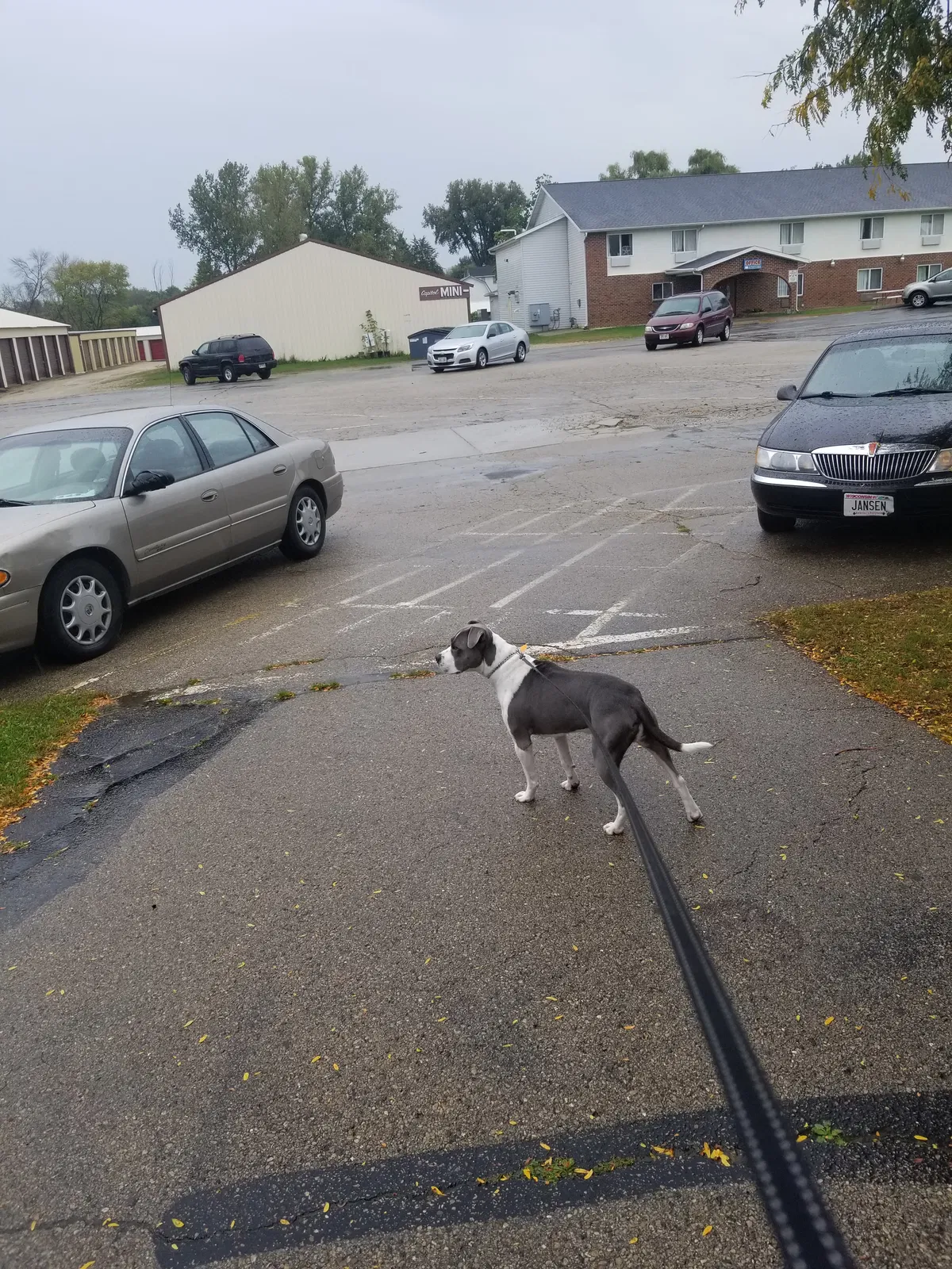 Lost dog in Waukegan, IL, 60085