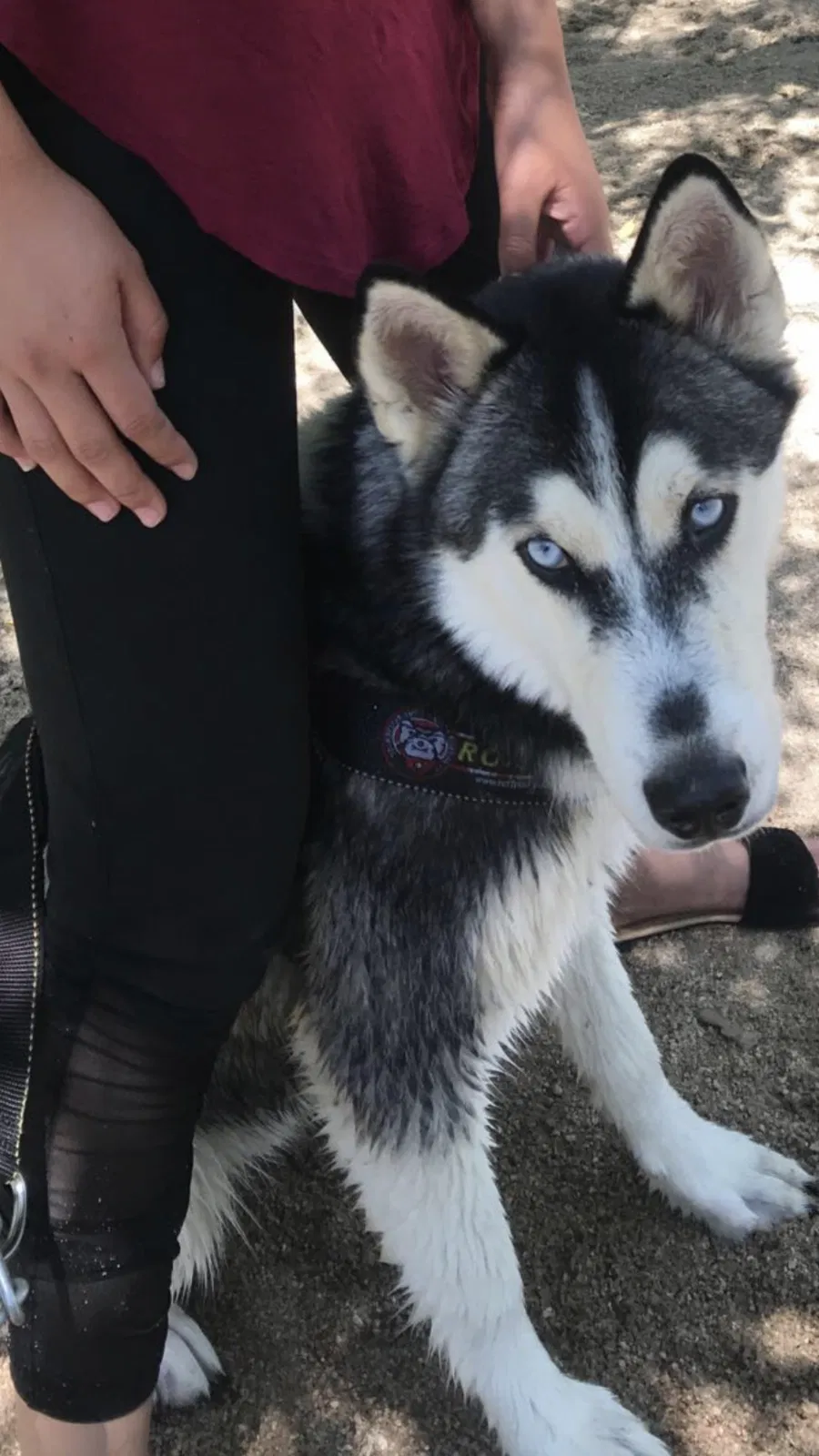 Lost dog in Unknown, CO, 89229