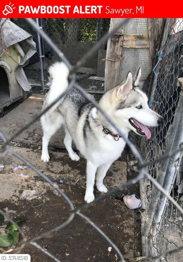 Lost dog in Benton Harbor, MI, 49022