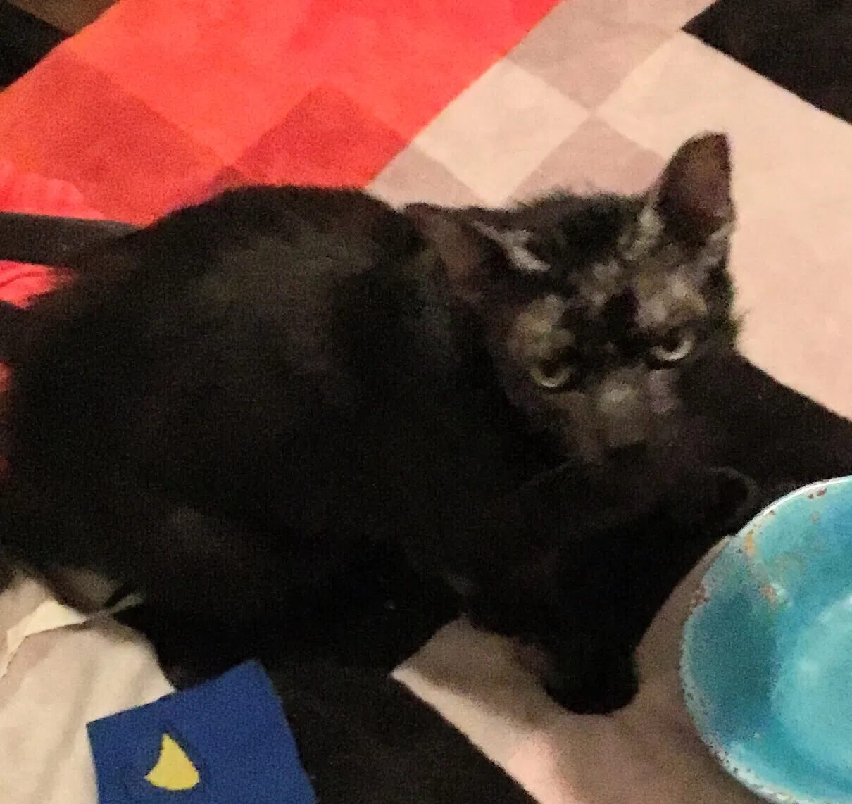 Lost cat in San Antonio, TX, 78201