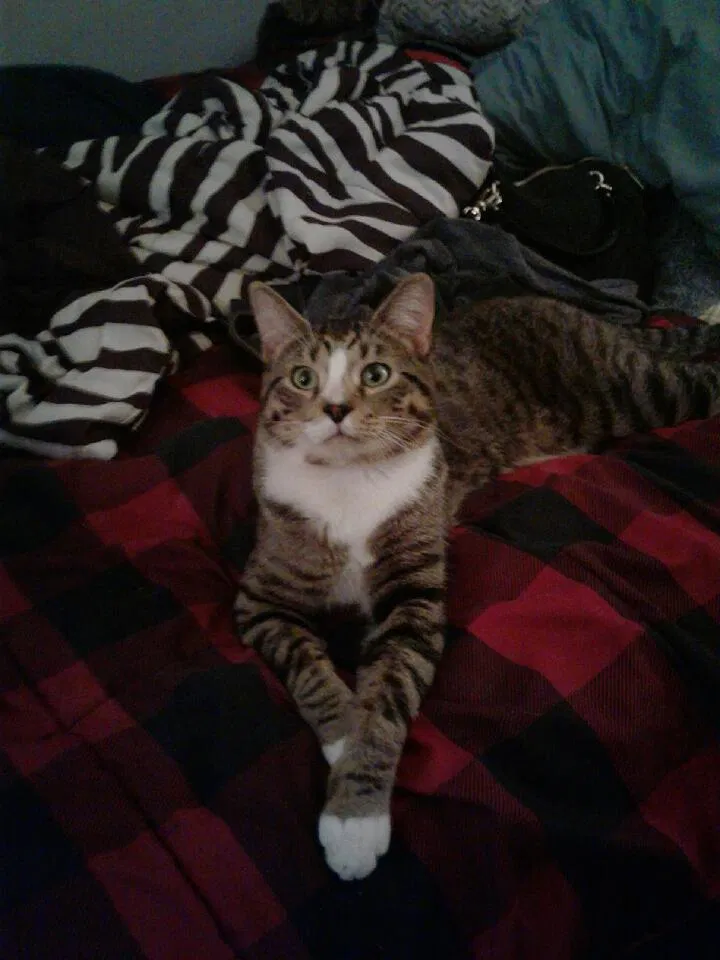 Lost cat in Golden, CO, 80401