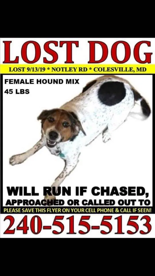 Lost dog in Silver Spring, MD, 20904