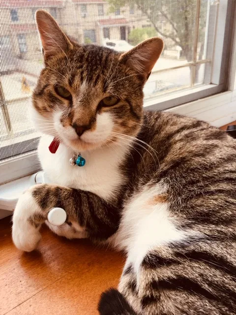 Lost cat in Staten Island, NY, 10310
