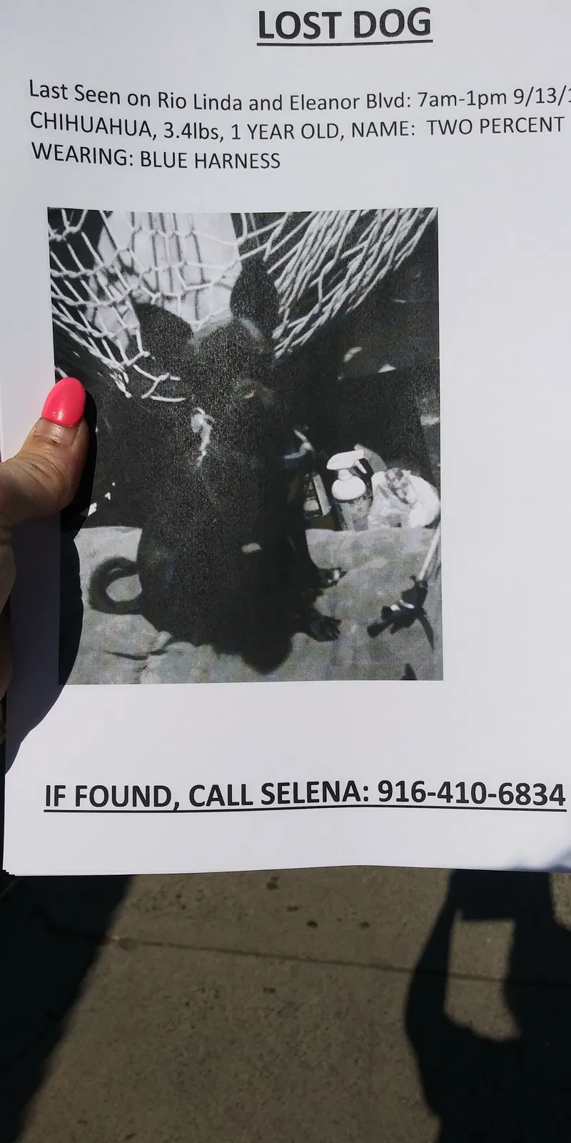 Lost dog in Sacramento, CA, 95815