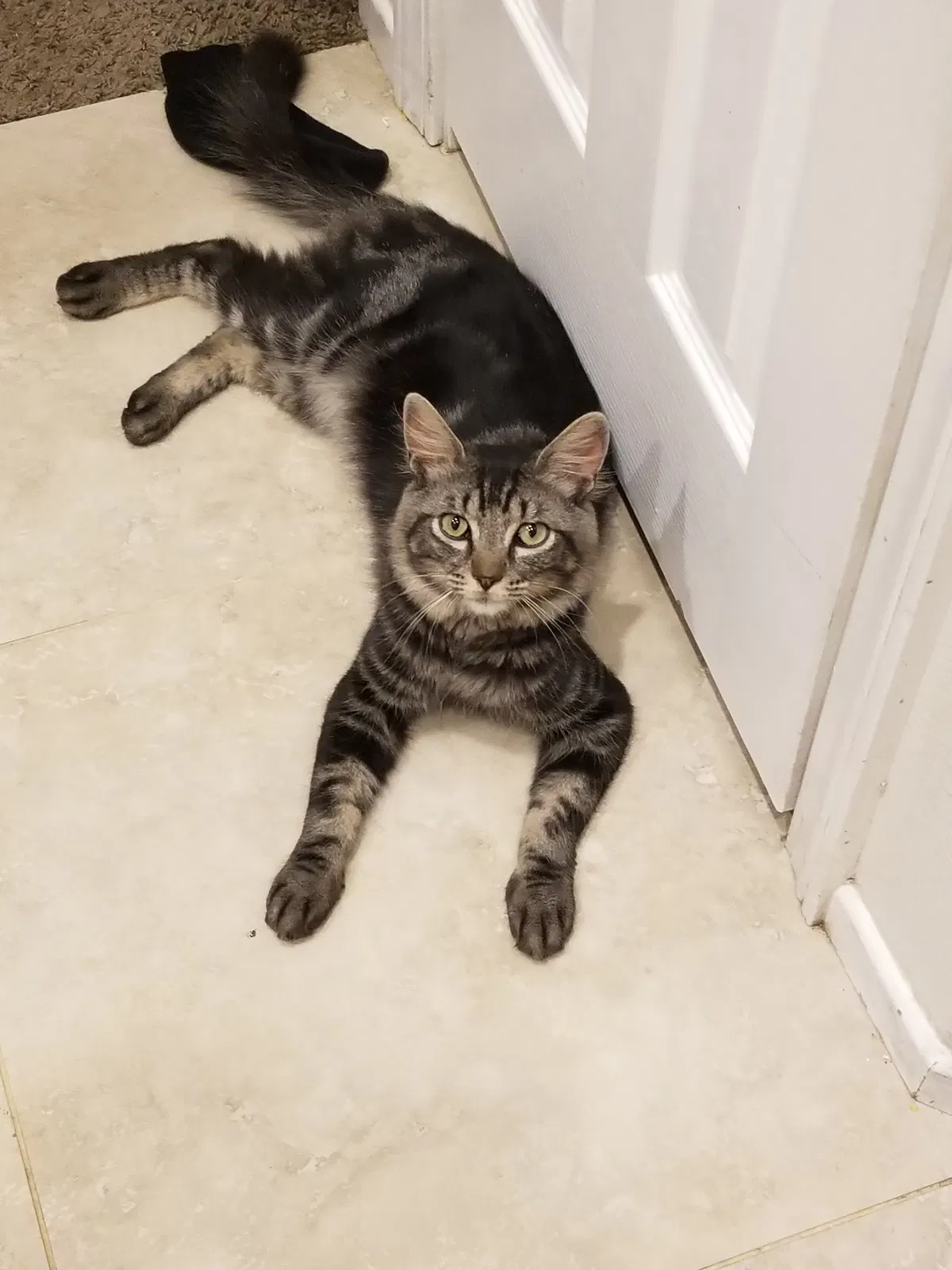 Lost cat in Adelanto, CA, 92301