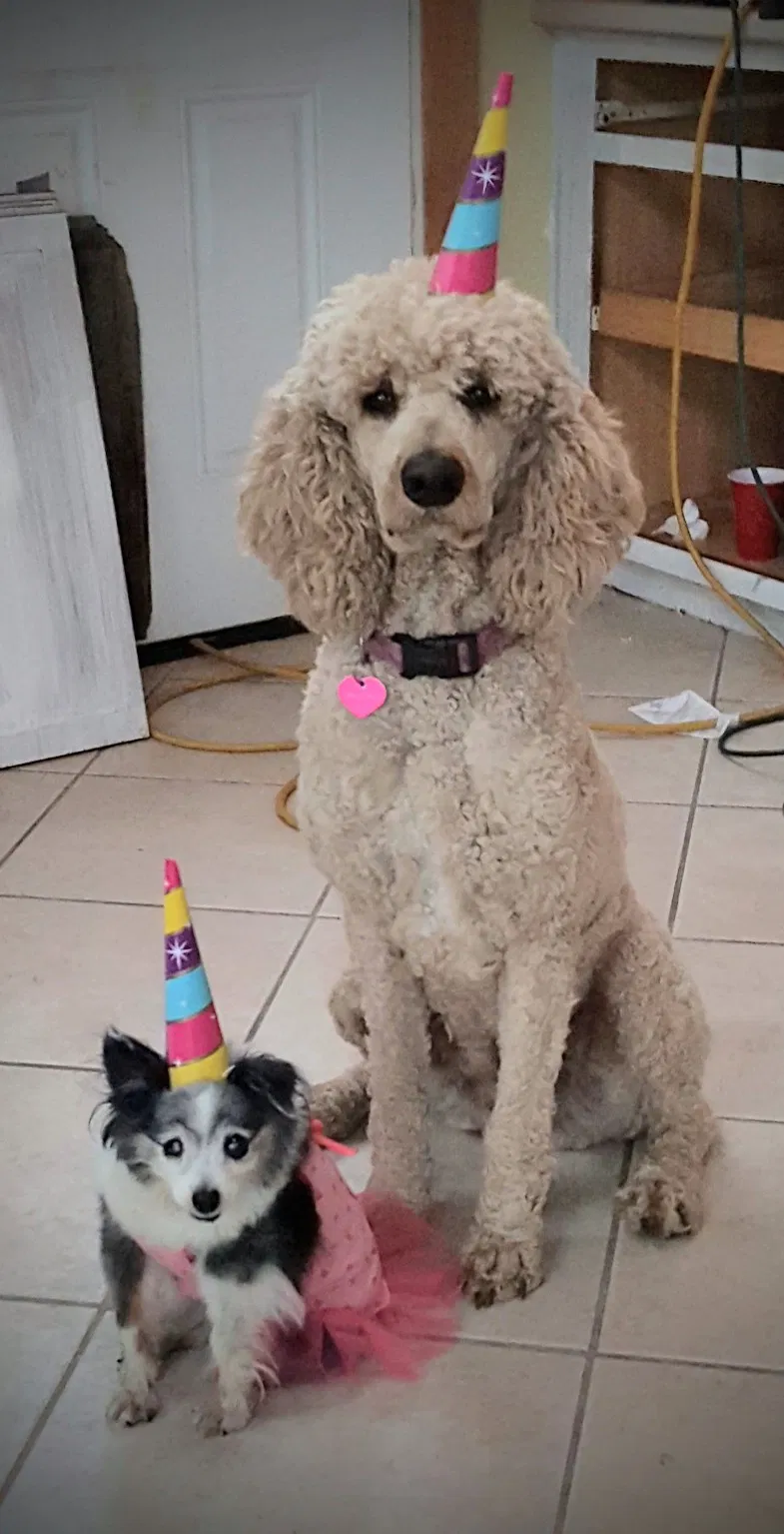 Lost dog in Aurora, ME, 4408