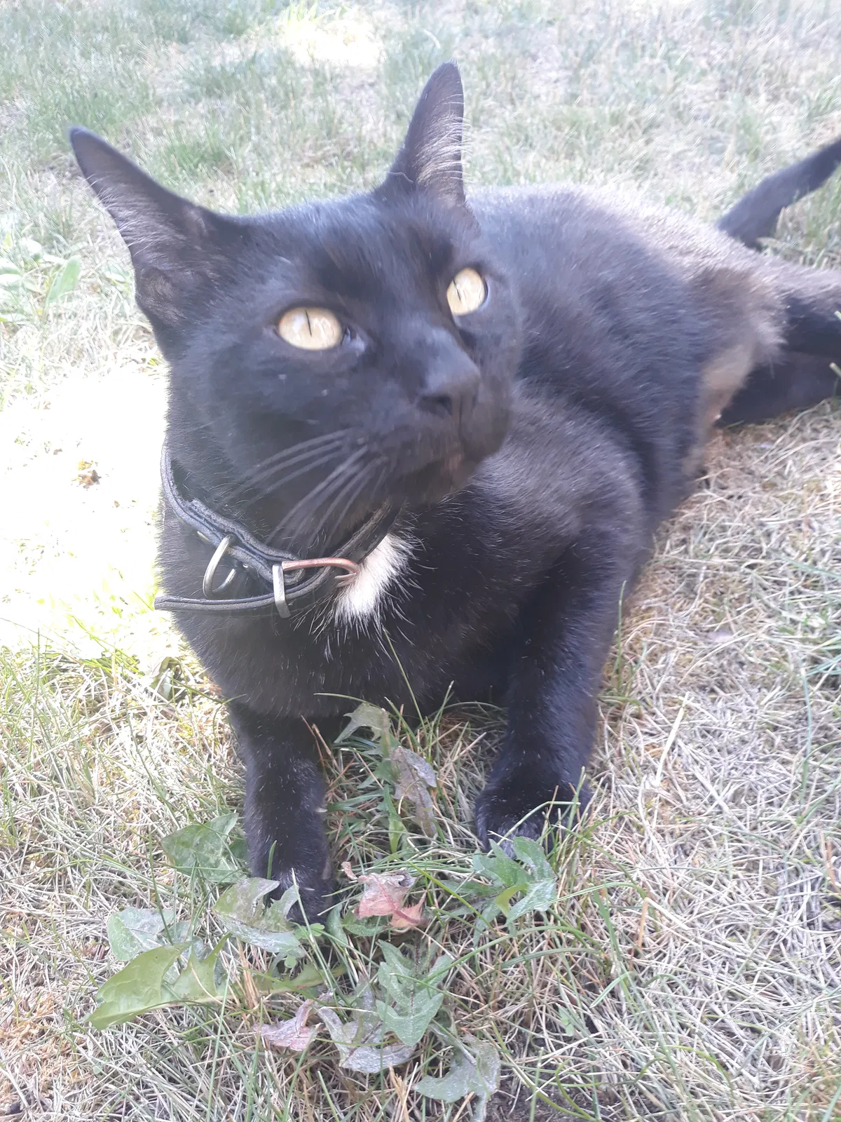 Lost cat in Tacoma, WA, 98422