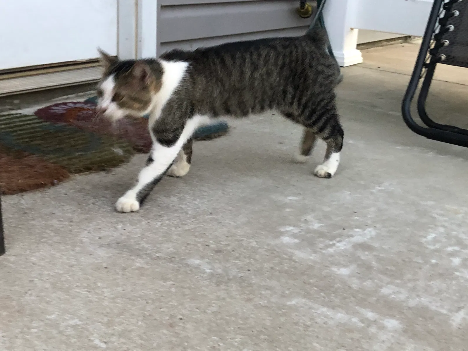 Found cat in Unknown, MO, 64901