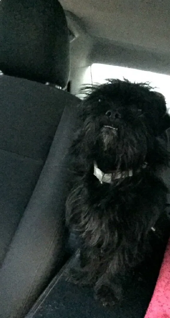 Lost dog in El Paso, TX, 79936