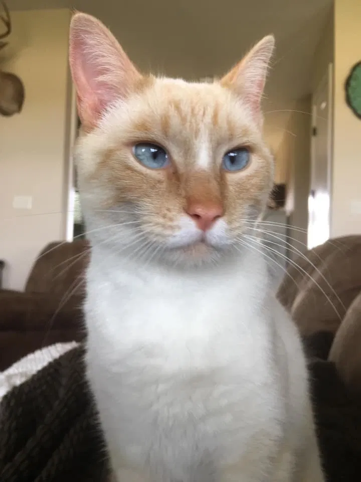 Lost cat in Dime Box, TX, 77853
