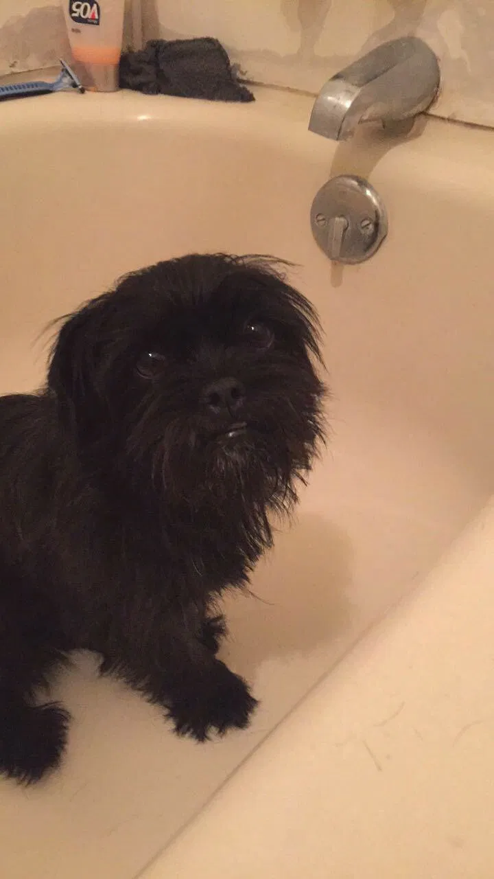 Lost dog in El Paso, TX, 79936