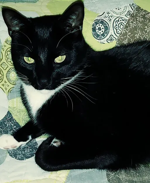 Lost cat in Sevierville, TN, 37862