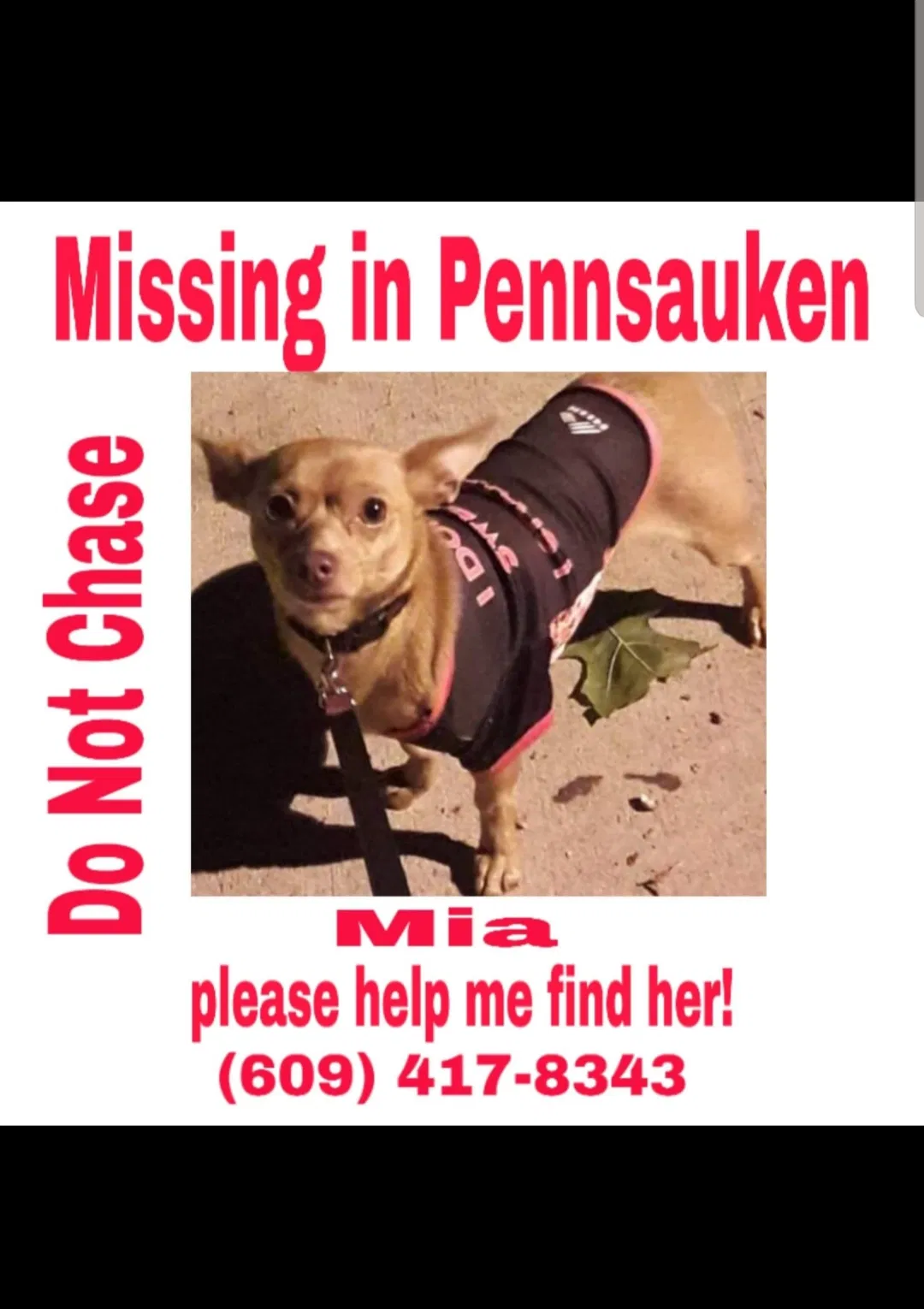Lost dog in Pennsauken, NJ, 8110