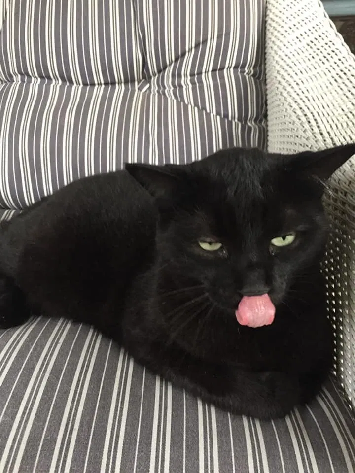 Lost cat in Clarendon Hills, IL, 60514