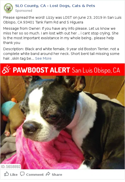 Lost dog in San Luis Obispo, CA, 93401