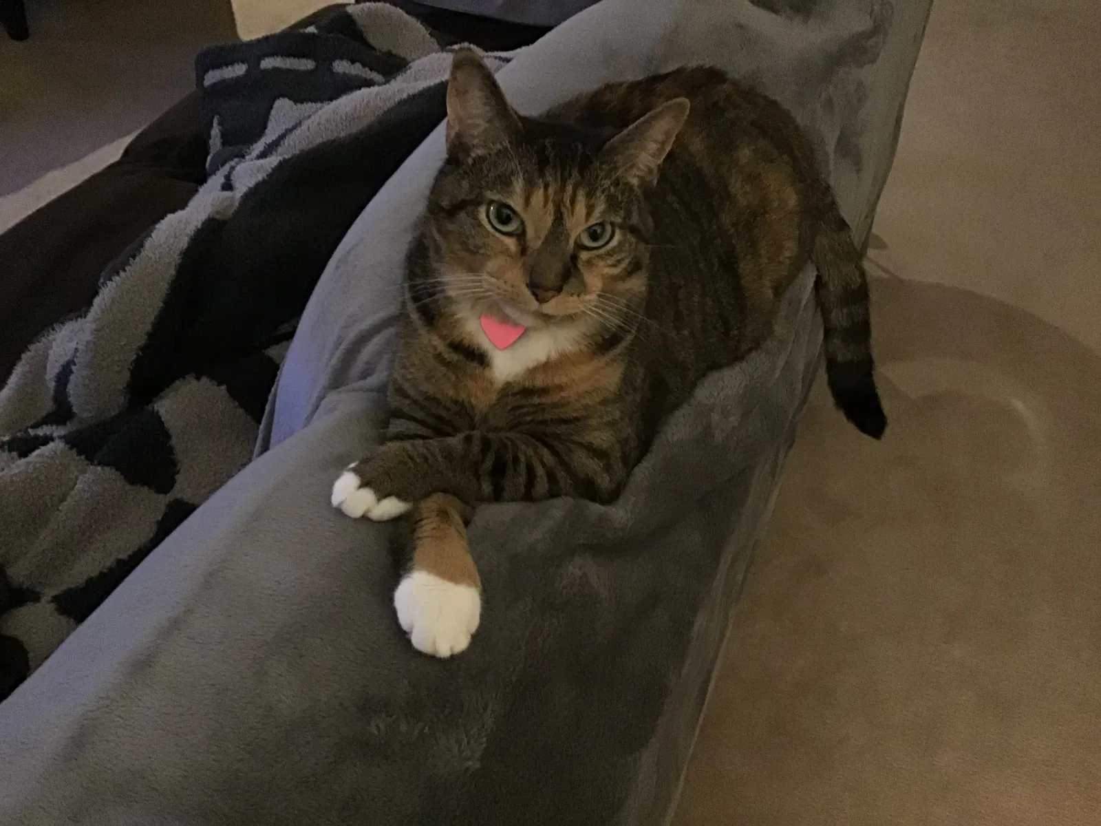 Lost cat in Unknown, FL, 0