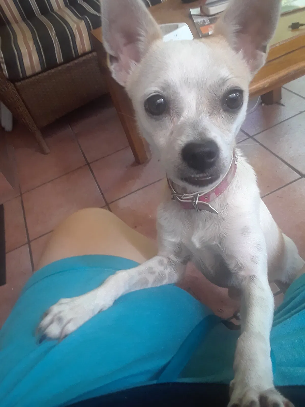 Lost dog in Miami, FL, 33145