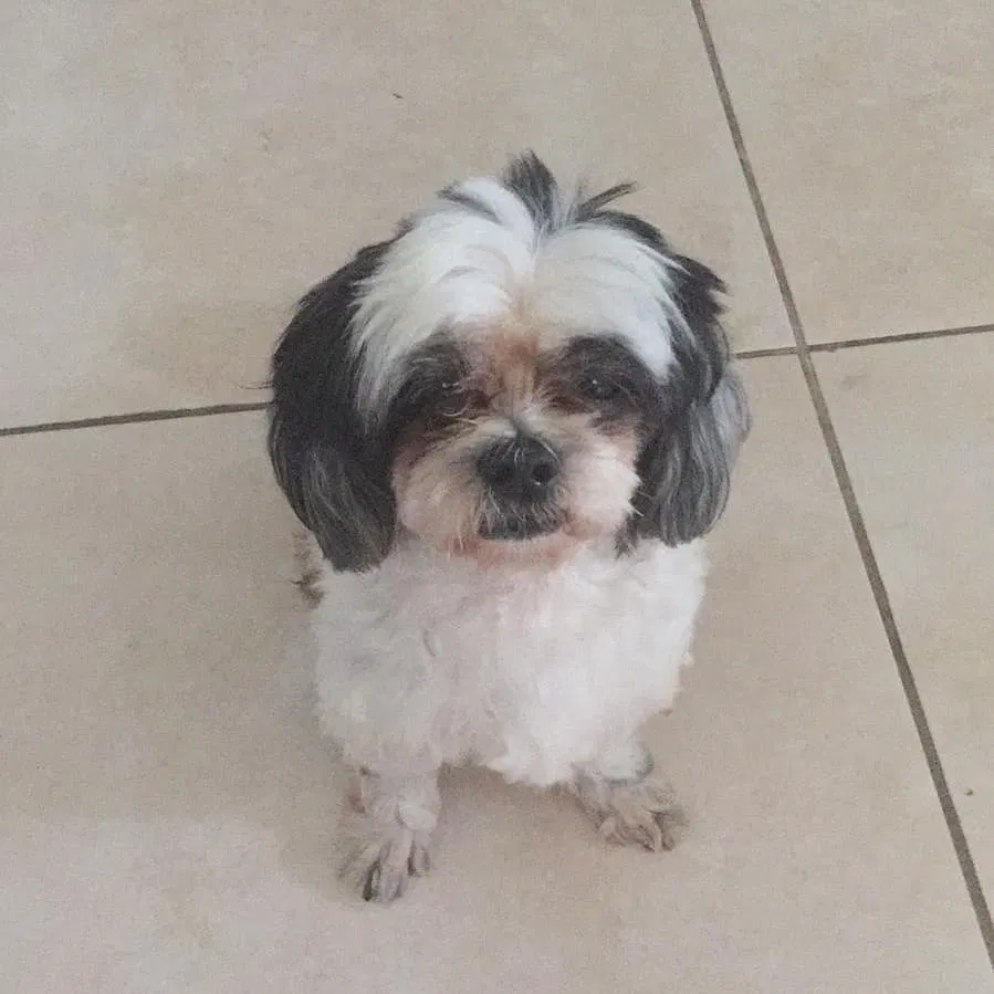 Lost dog in Miami, FL, 33147