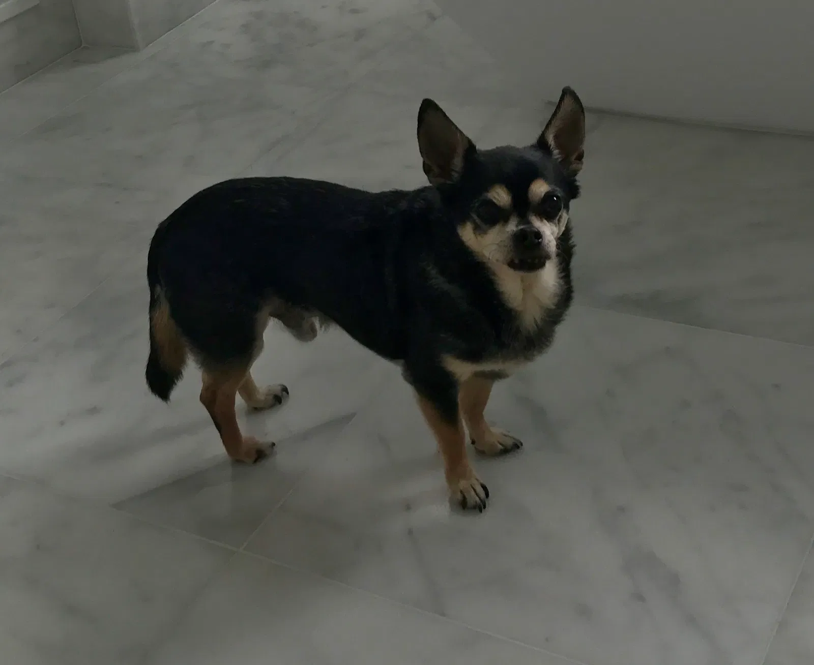 Lost dog in Tampa, FL, 33611