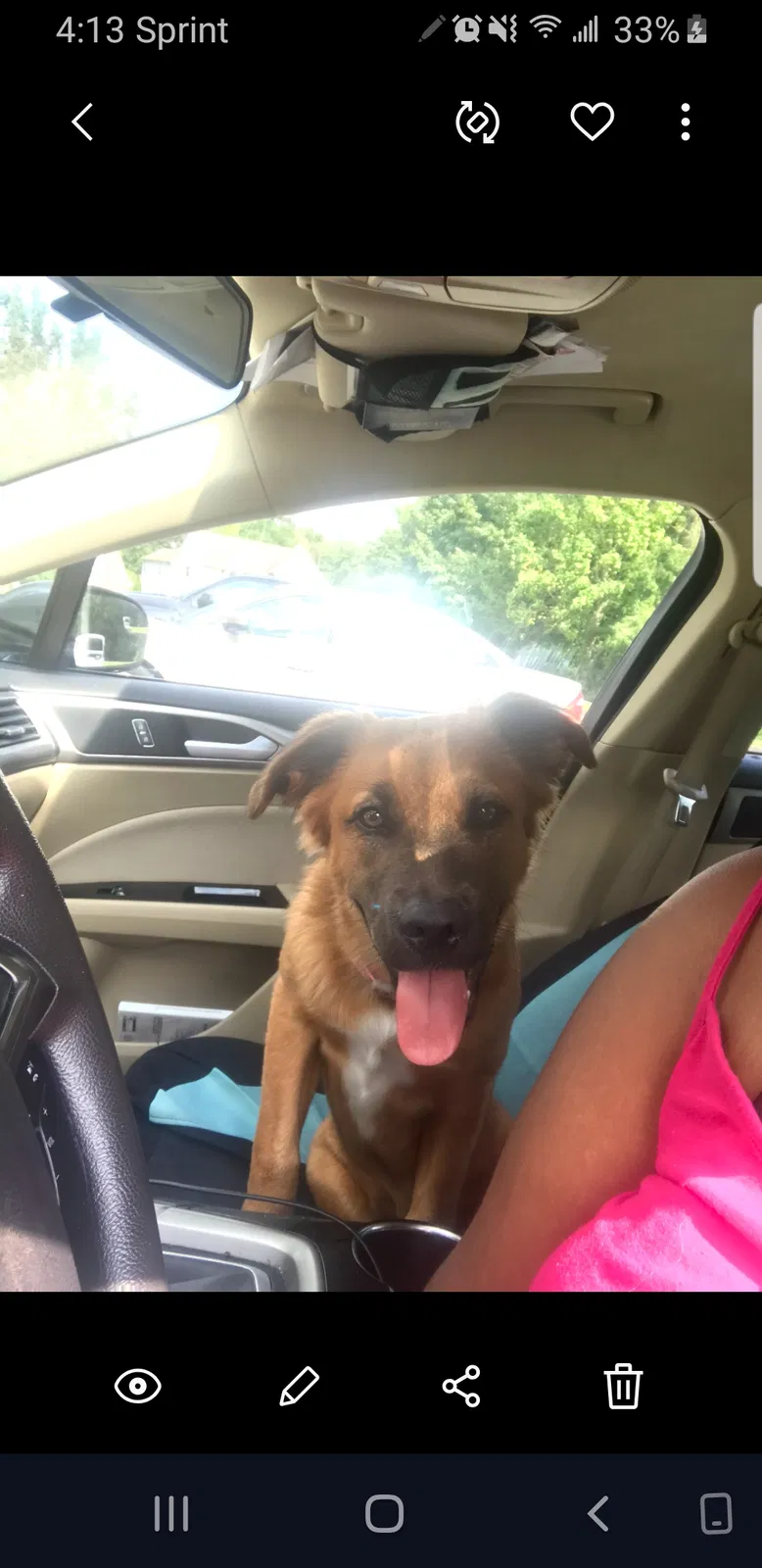 Lost dog in Killeen, TX, 76549