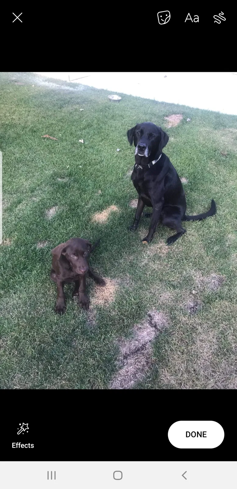 Lost dog in Elk River, MN, 55330