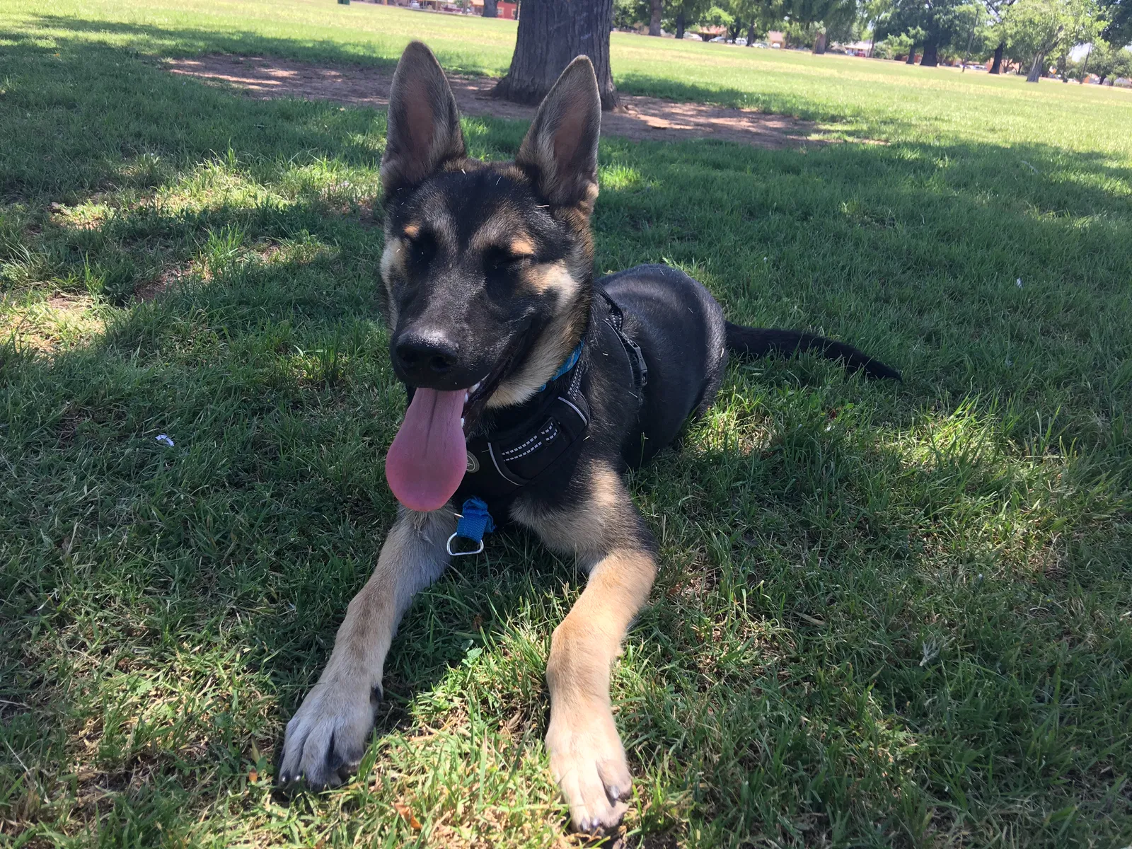 Lost dog in Phoenix, AZ, 85031
