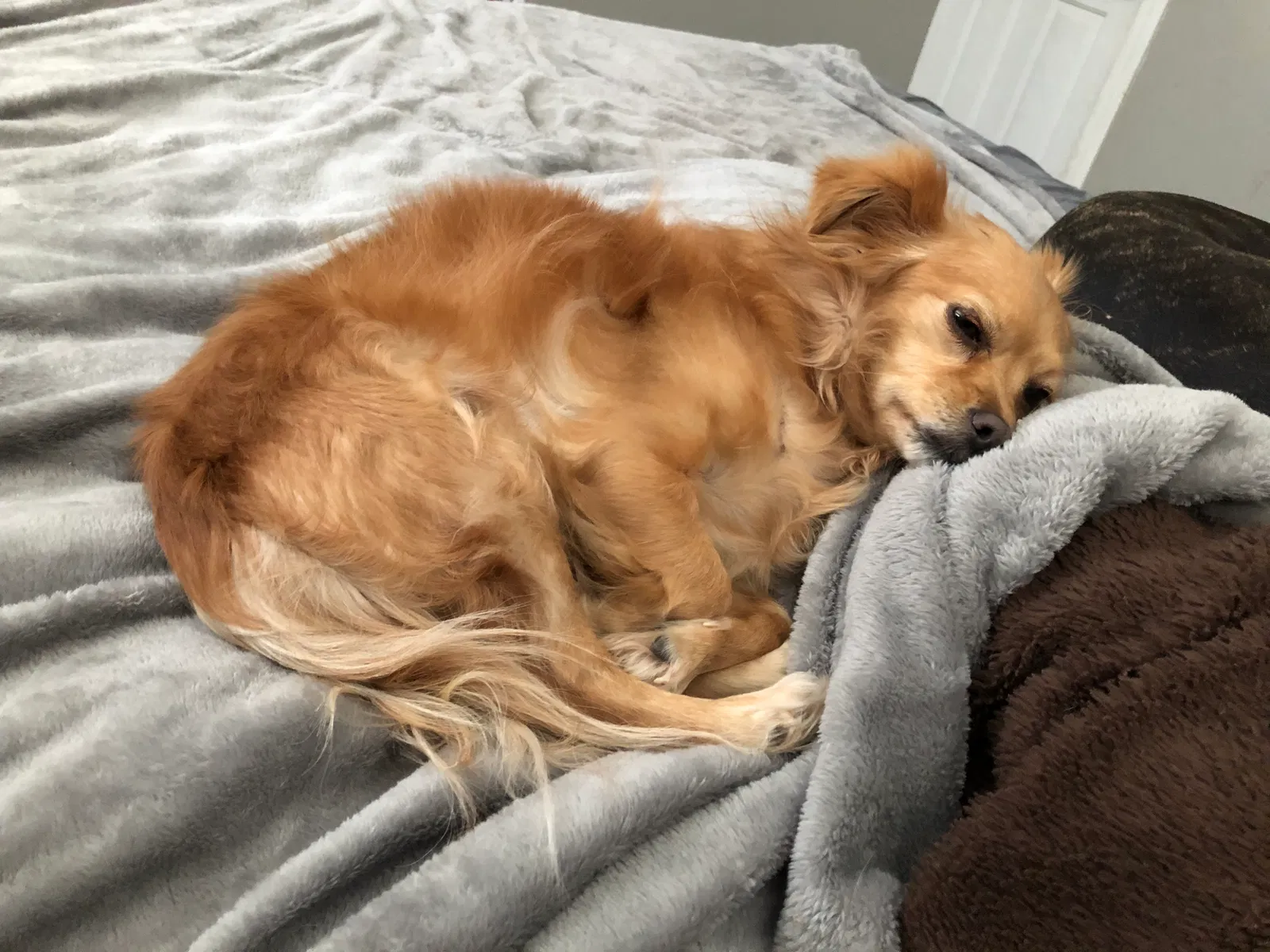 Lost dog in Phoenix, AZ, 85015